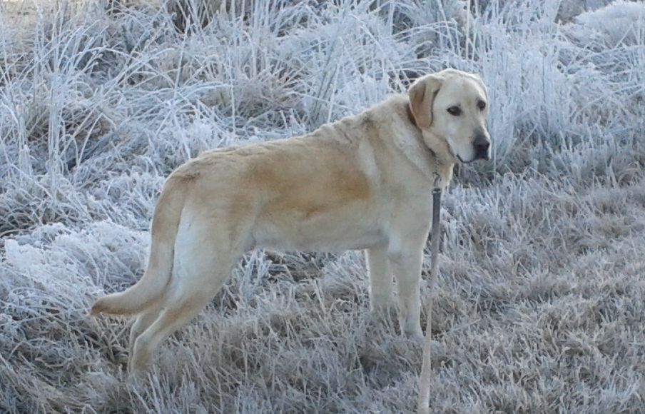 Ambrose in frost